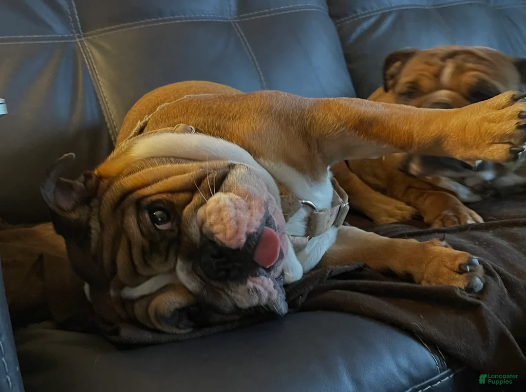 English Bulldog dogs for sale: English Bulldog Puppy 1 - Ad 12