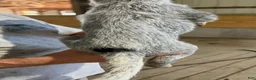 Australian Cattle Dog dogs for sale: Esther - Ad 3