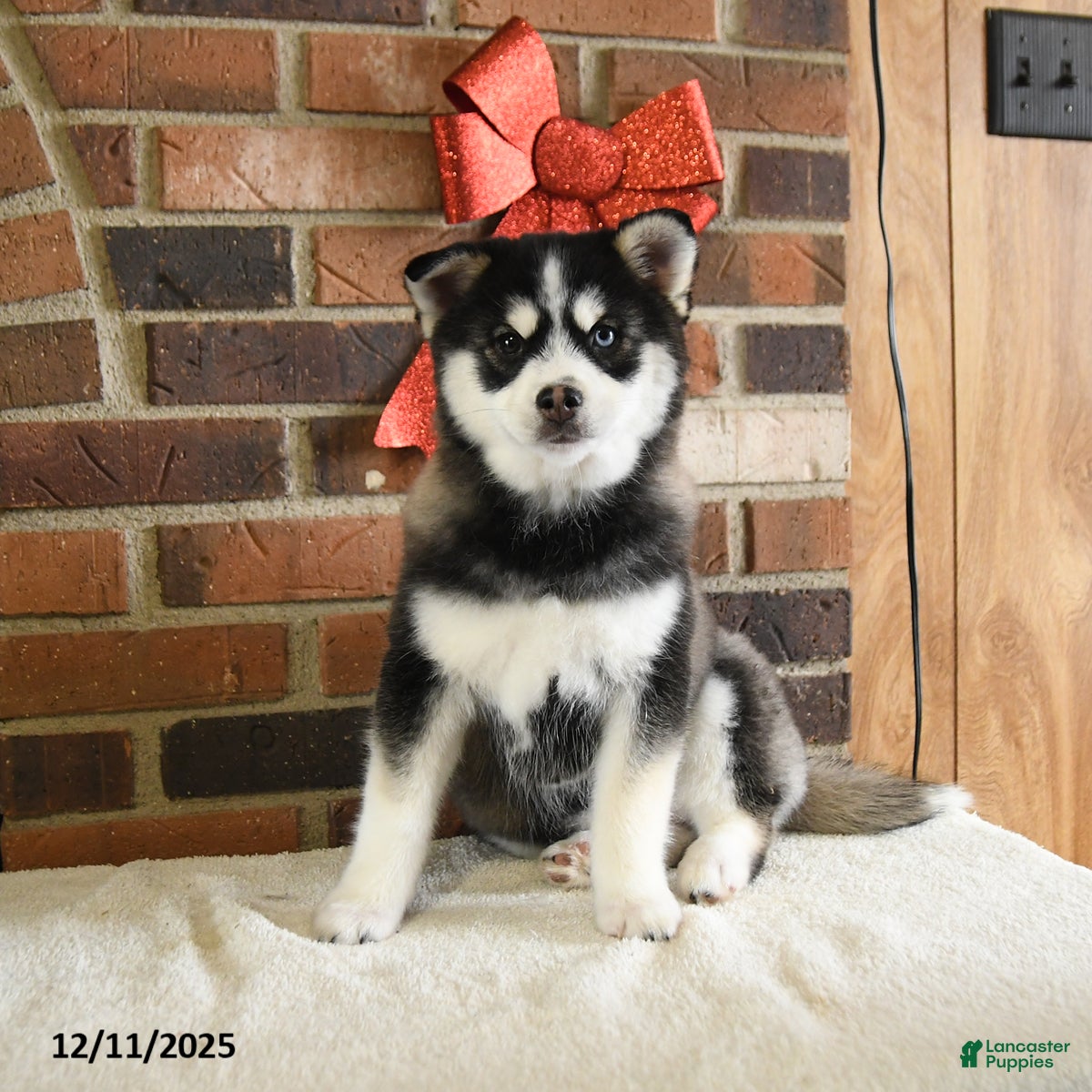 Pomsky dogs Keira - Ad 6