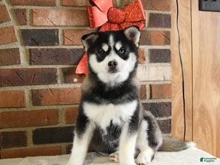 Pomsky dogs Keira - Ad 1