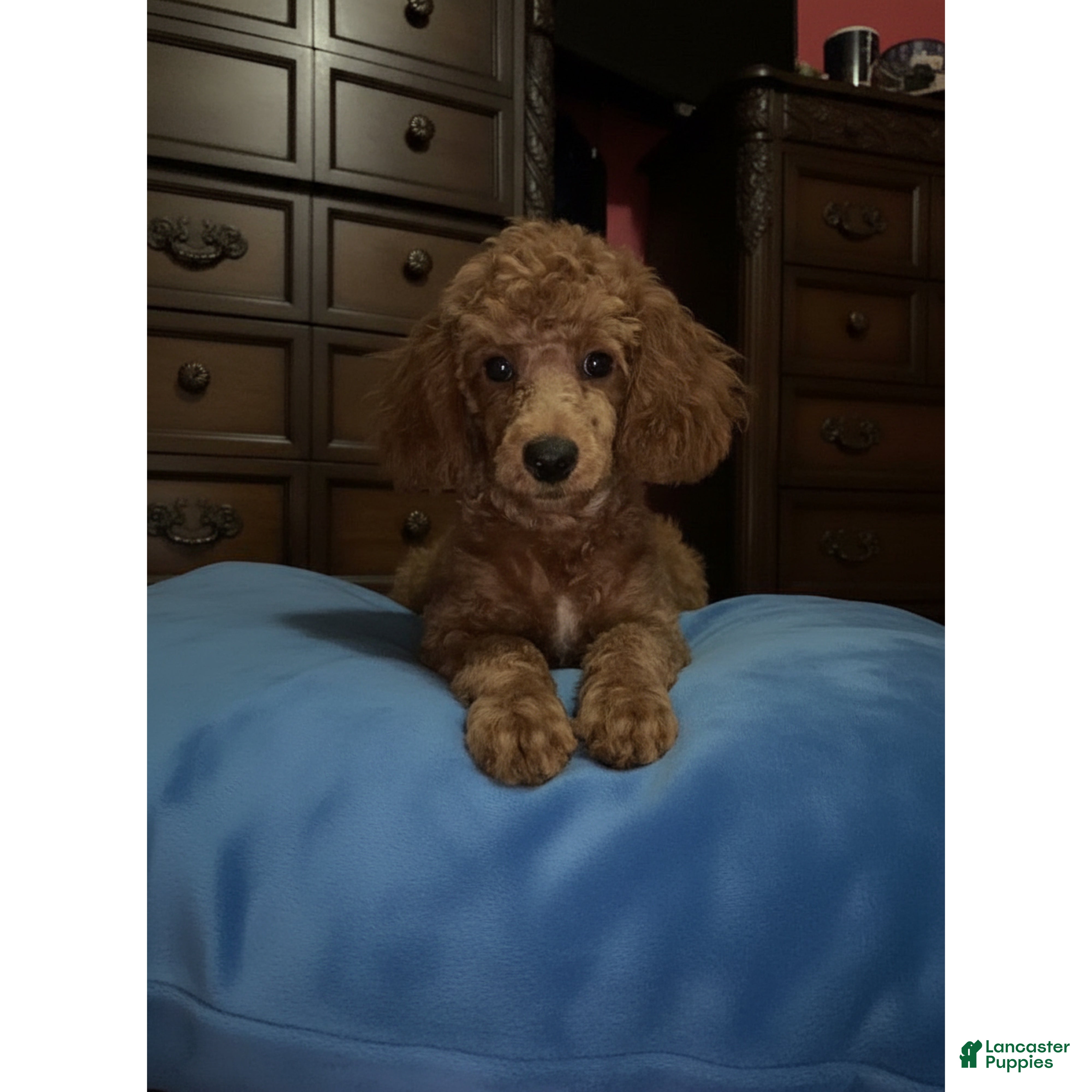 Toy Poodle dogs Jaz - Ad 2