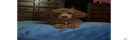 Toy Poodle dogs for sale: Jaz - Ad 2
