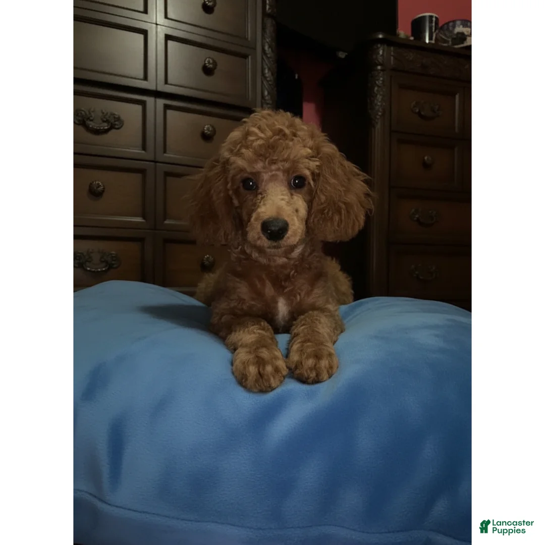 Toy Poodle dogs for sale: Jaz - Ad 2
