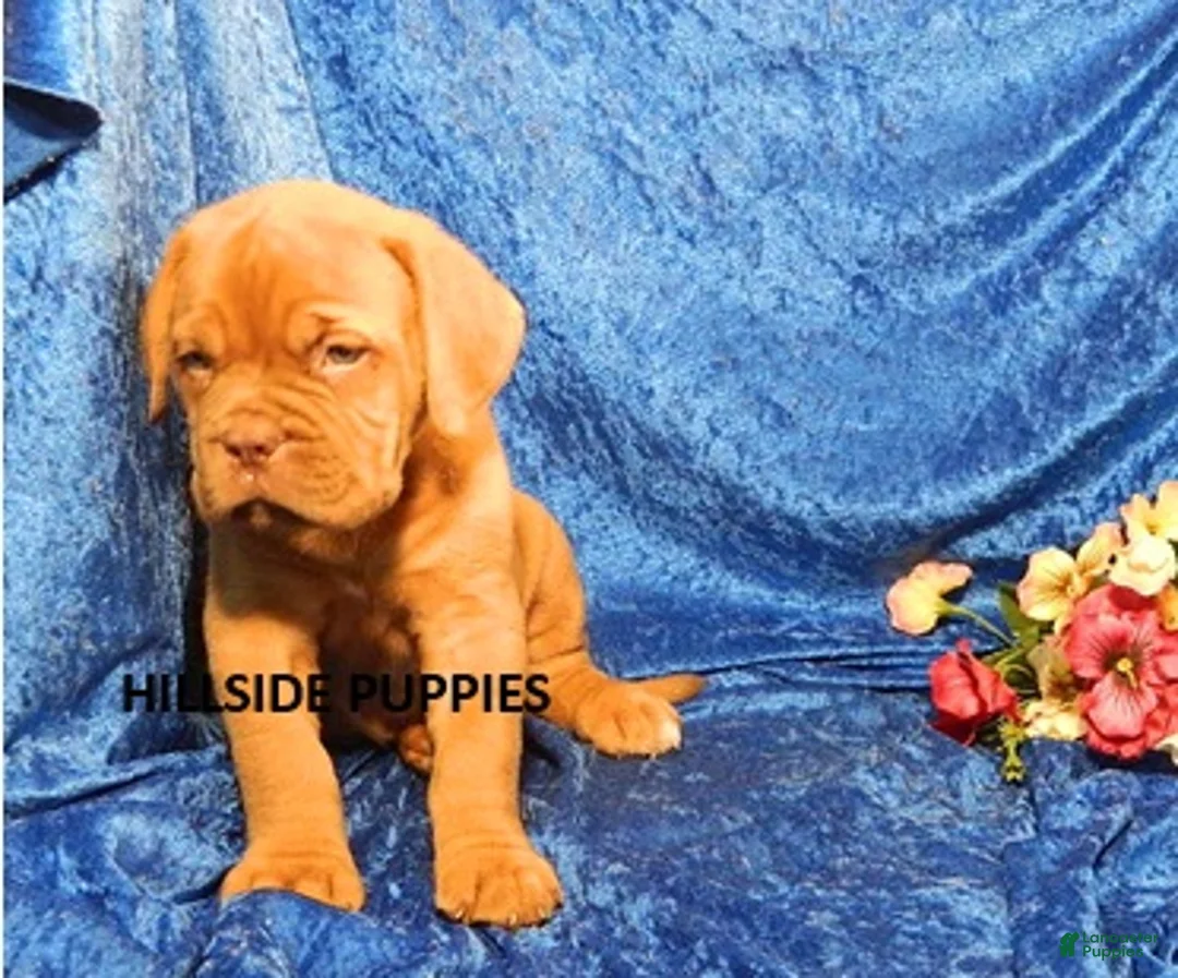 Dogue De Bordeaux dogs for sale: Dogue De Bordeaux Puppy Freightliner - Ad 2