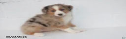 Australian Shepherd dogs for sale: Bobby - Ad 3