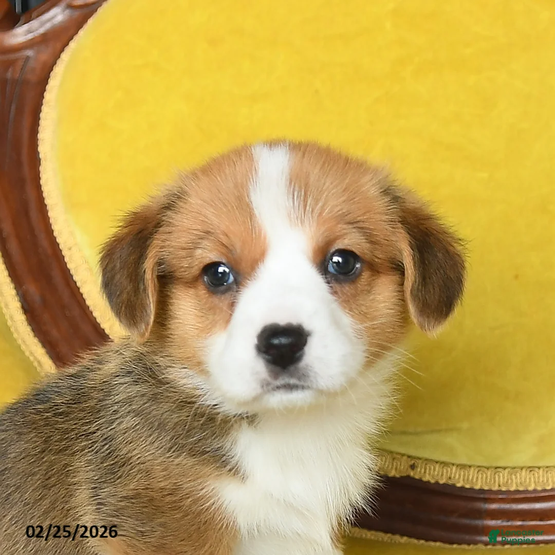 Welsh Corgi Pembroke dogs for sale: Tootle - Ad 5