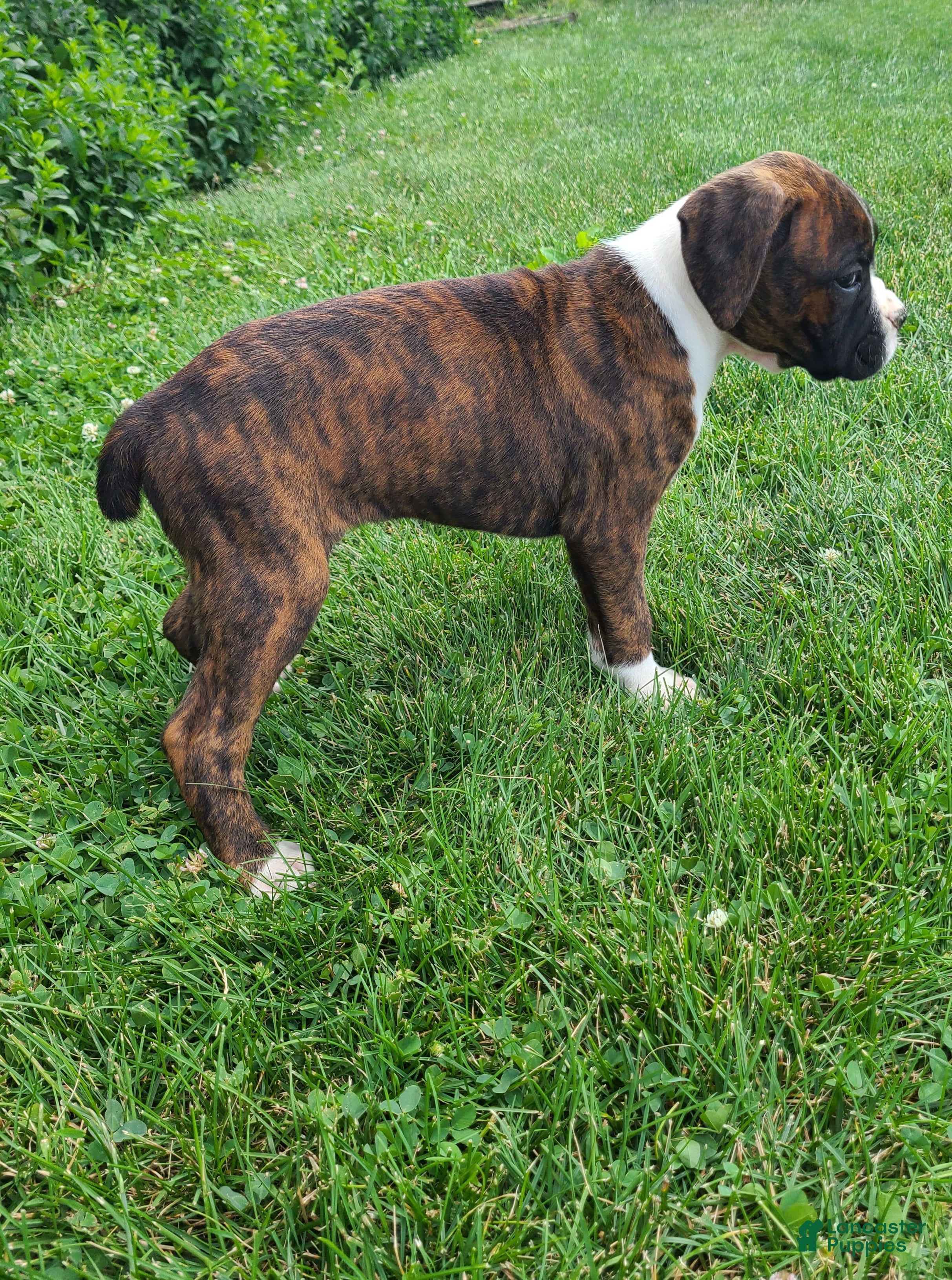 Boxer dogs Hank - Ad 2