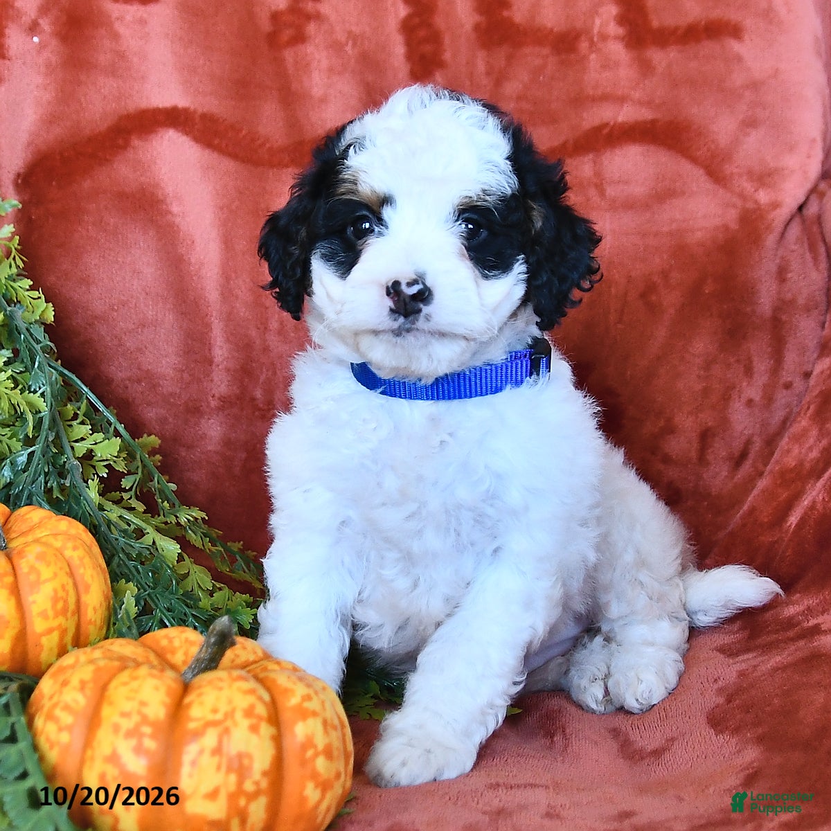 Bernedoodle dogs Bailey  - Ad 2