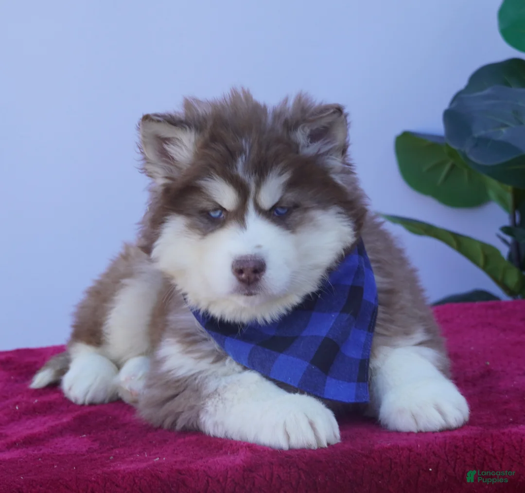 Siberian Husky dogs for sale: Cash - Ad 1