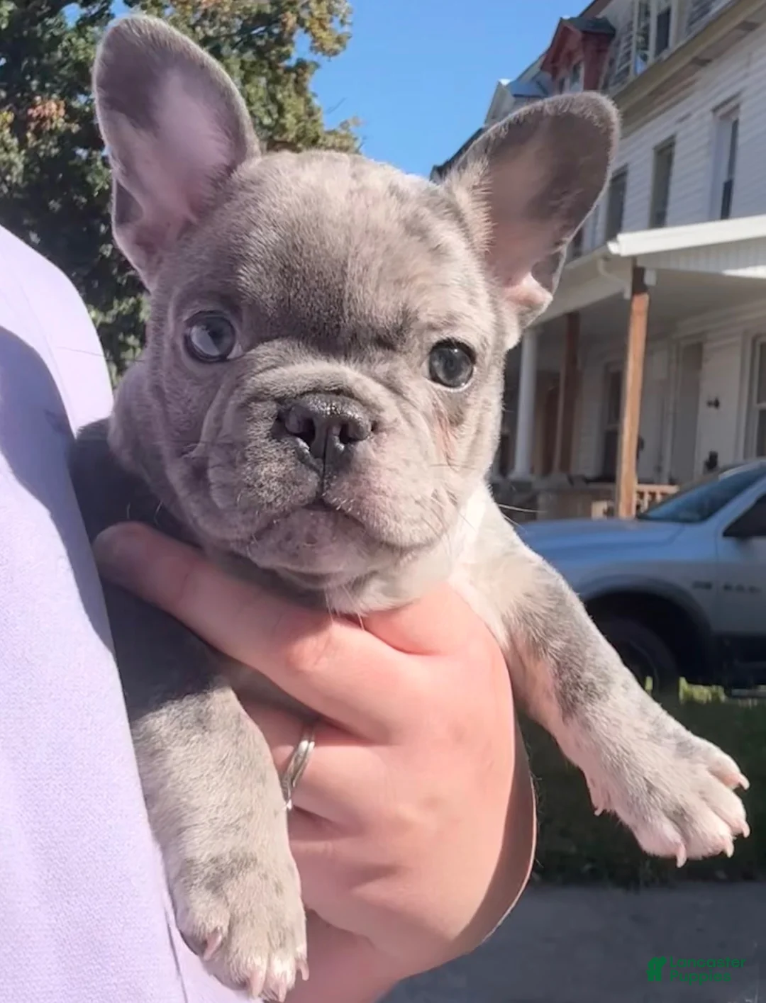French Bulldog dogs for sale: Skyler - Ad 1