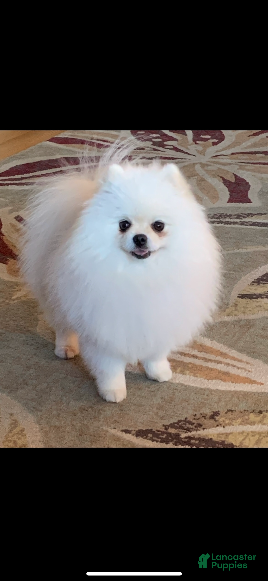 Pomeranian dogs for sale: Lynette AKC Registered full rights  - Ad 37