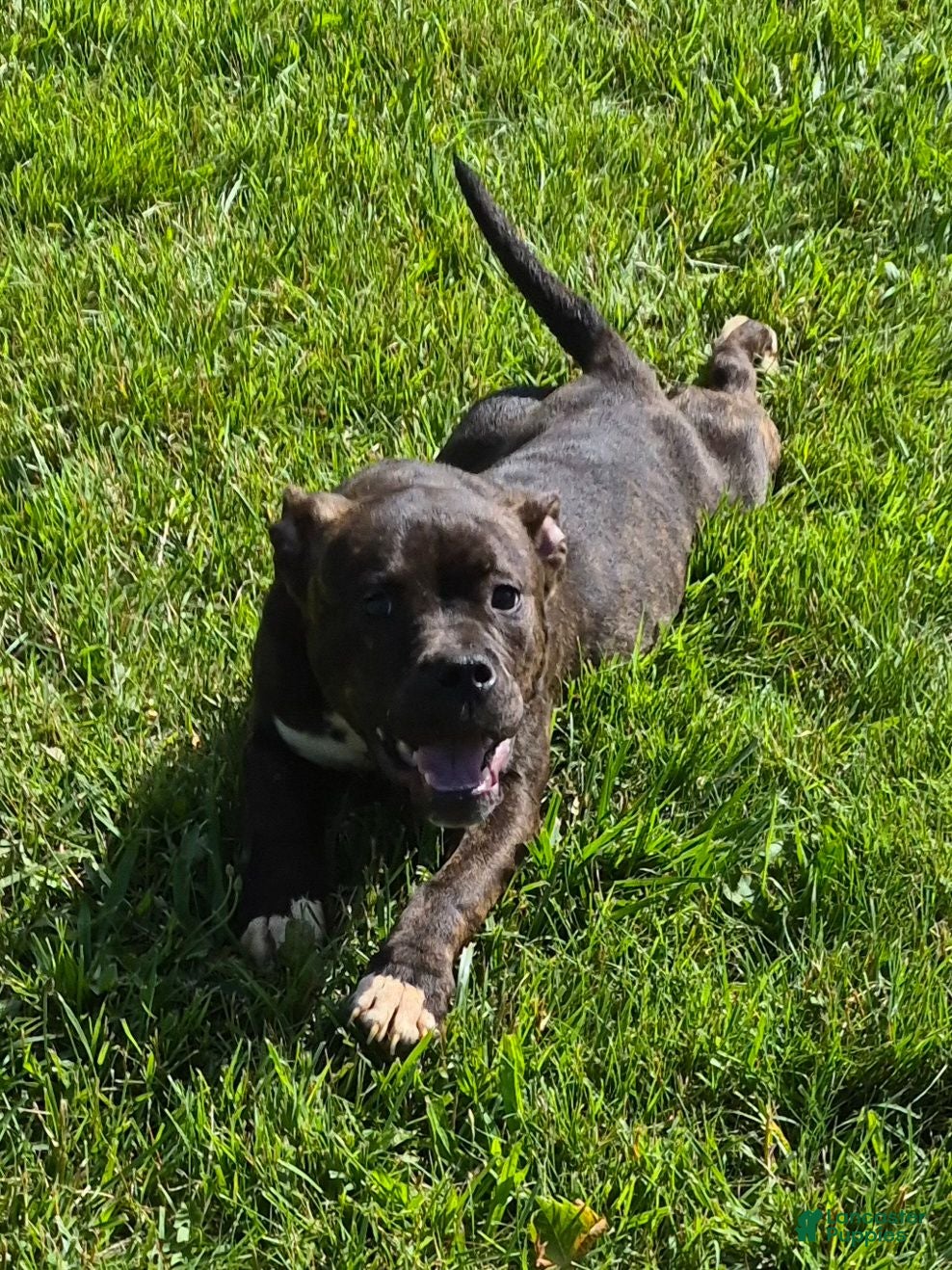 American Bully dogs American Bully 1 - Ad 13