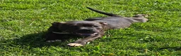 American Bully dogs for sale: American Bully 1 - Ad 1