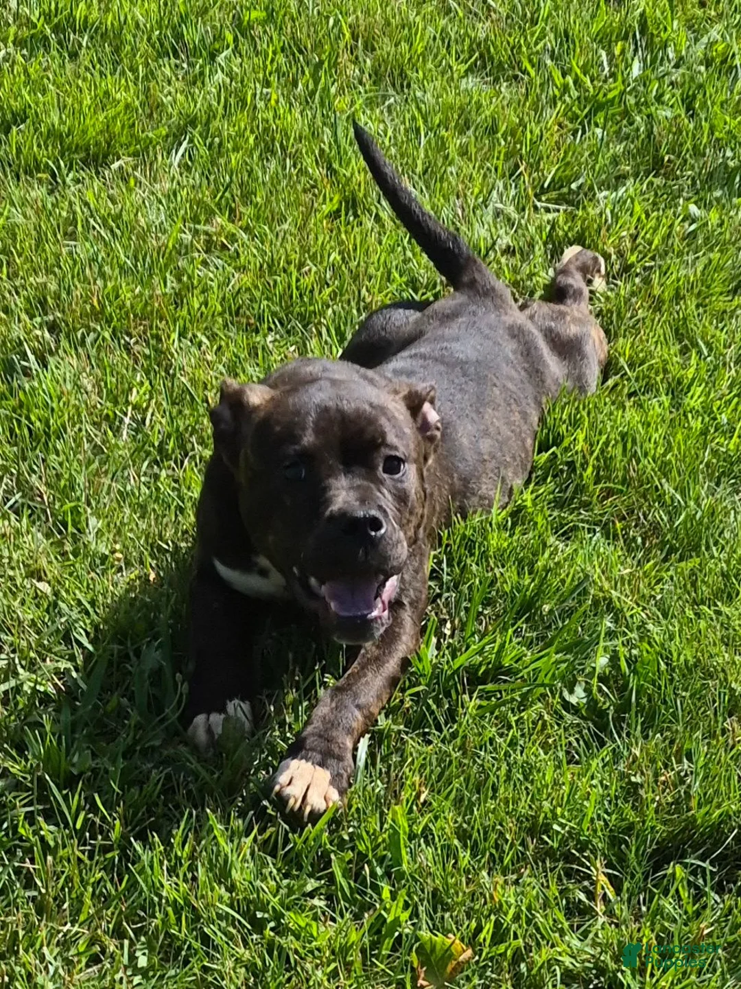 American Bully dogs for sale: American Bully 1 - Ad 1