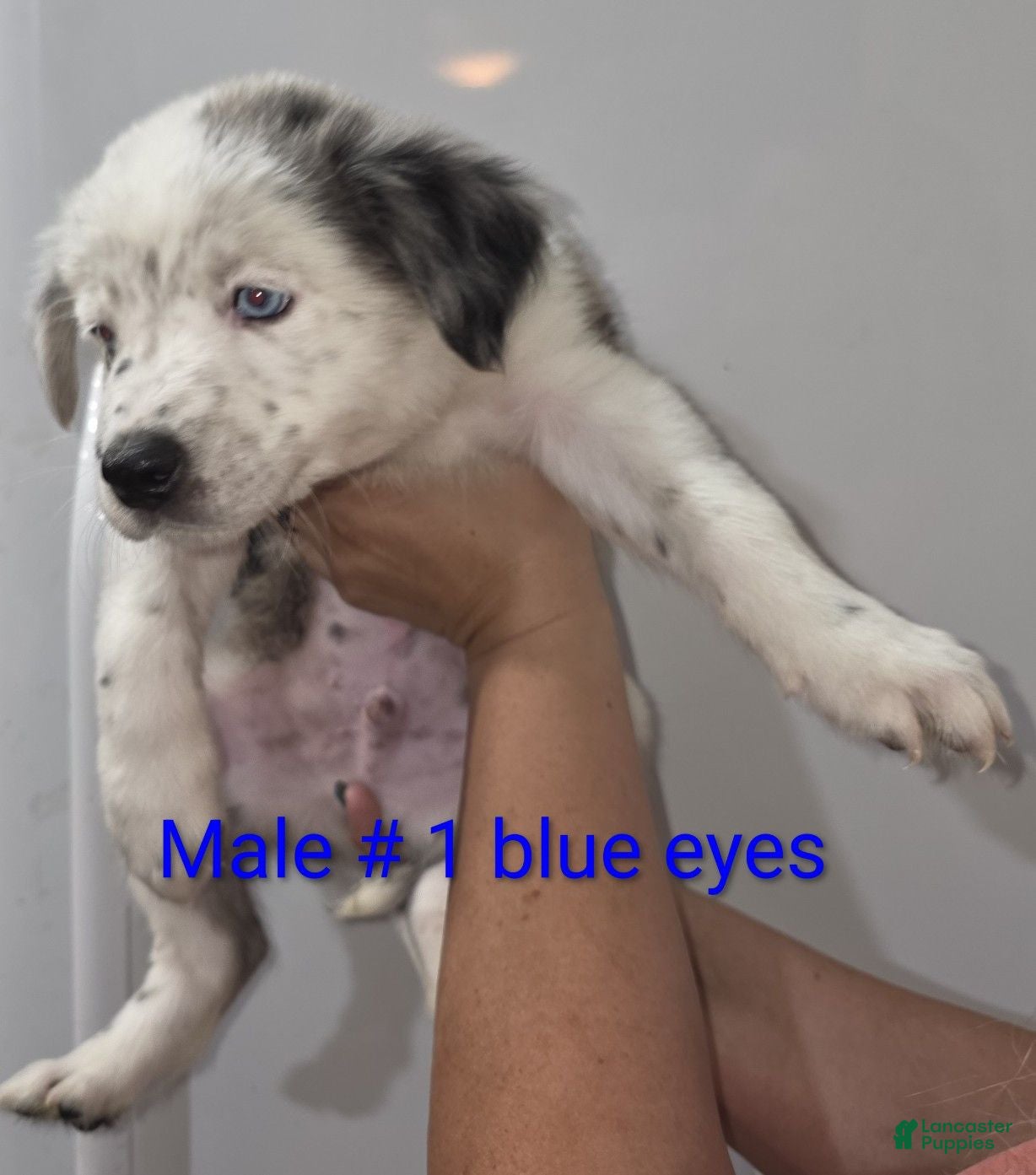 Mixed Breed dogs for sale: Kevin - Ad 2