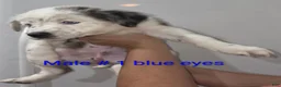 Mixed Breed dogs for sale: Kevin - Ad 1