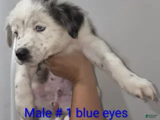Mixed Breed dogs for sale: Kevin - Ad 2