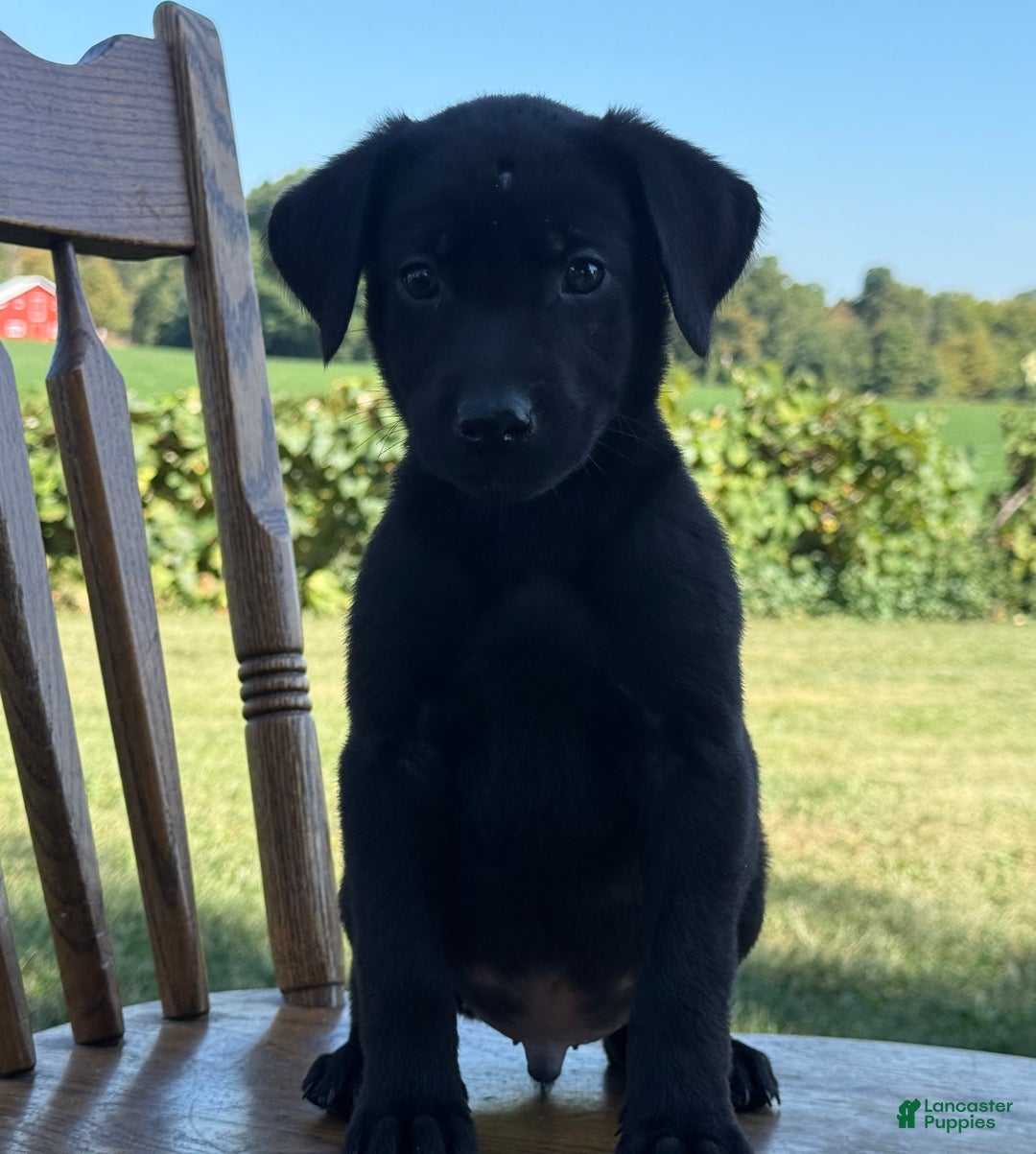 Labrador Retriever dogs for sale: Denver - Ad 4