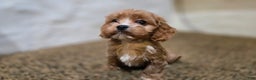 Cavapoo dogs for sale: Wes - Ad 6