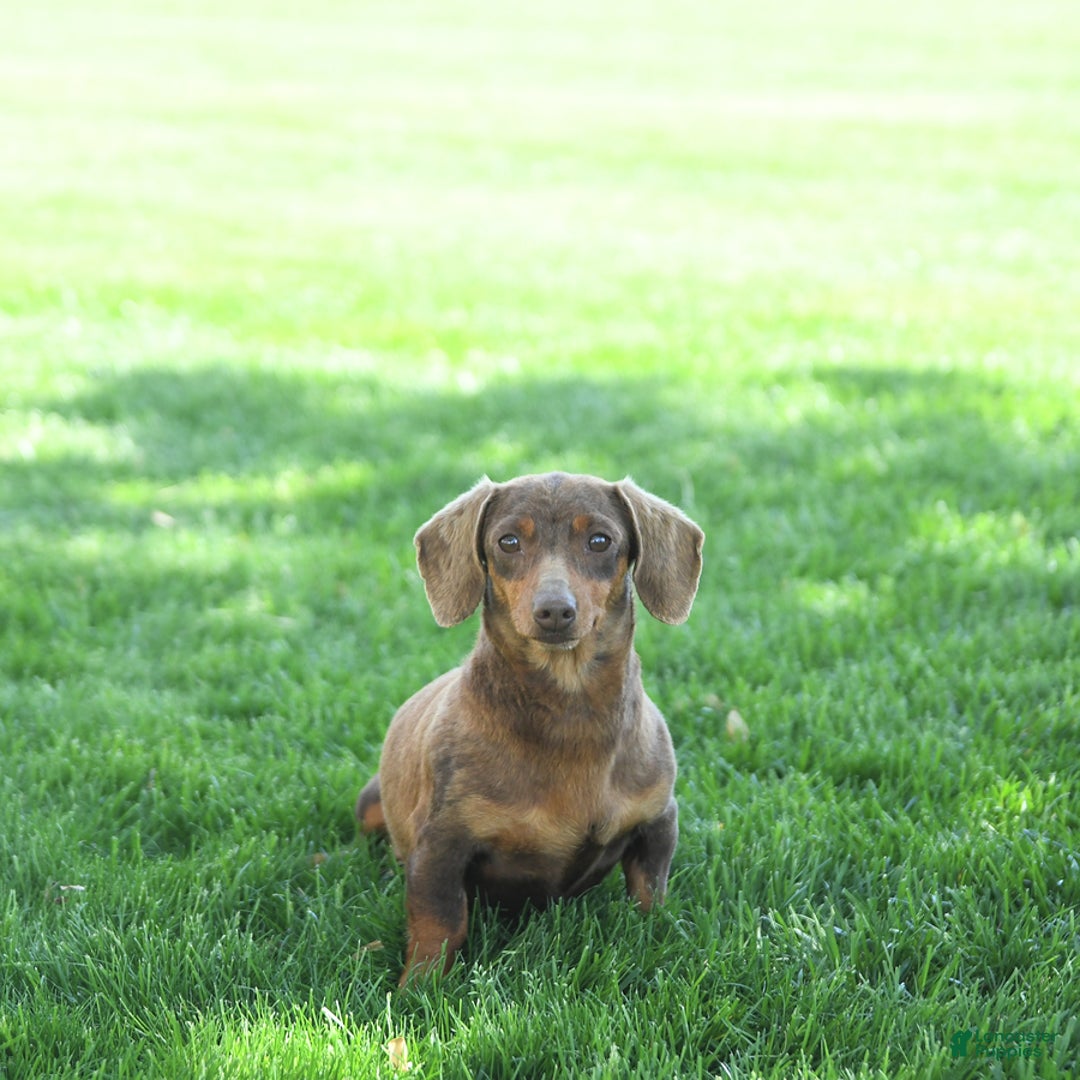 Miniature Dachshund dogs for sale: Prince   - Ad 10
