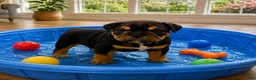 English Bulldog dogs for sale: Smoky - Ad 5