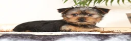 Yorkshire Terrier dogs for sale: Bowie - Ad 9