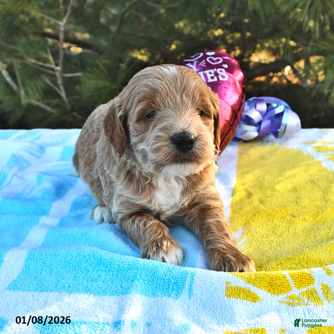 Mini Goldendoodle dogs for sale: Oliver - Ad 7