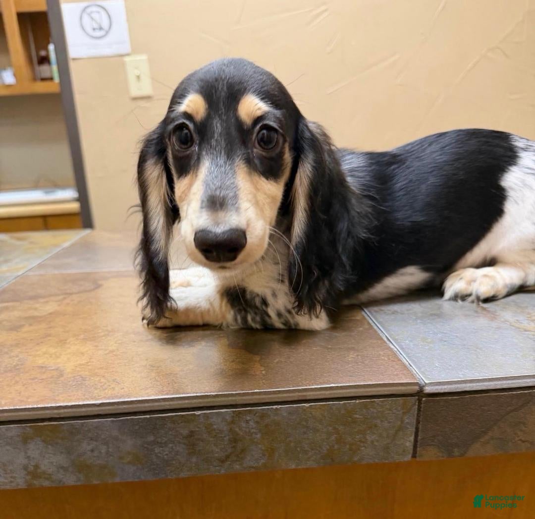 Dachshund dogs for sale: jennings  - Ad 15