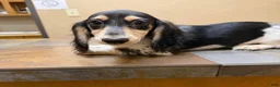 Dachshund dogs for sale: jennings  - Ad 1