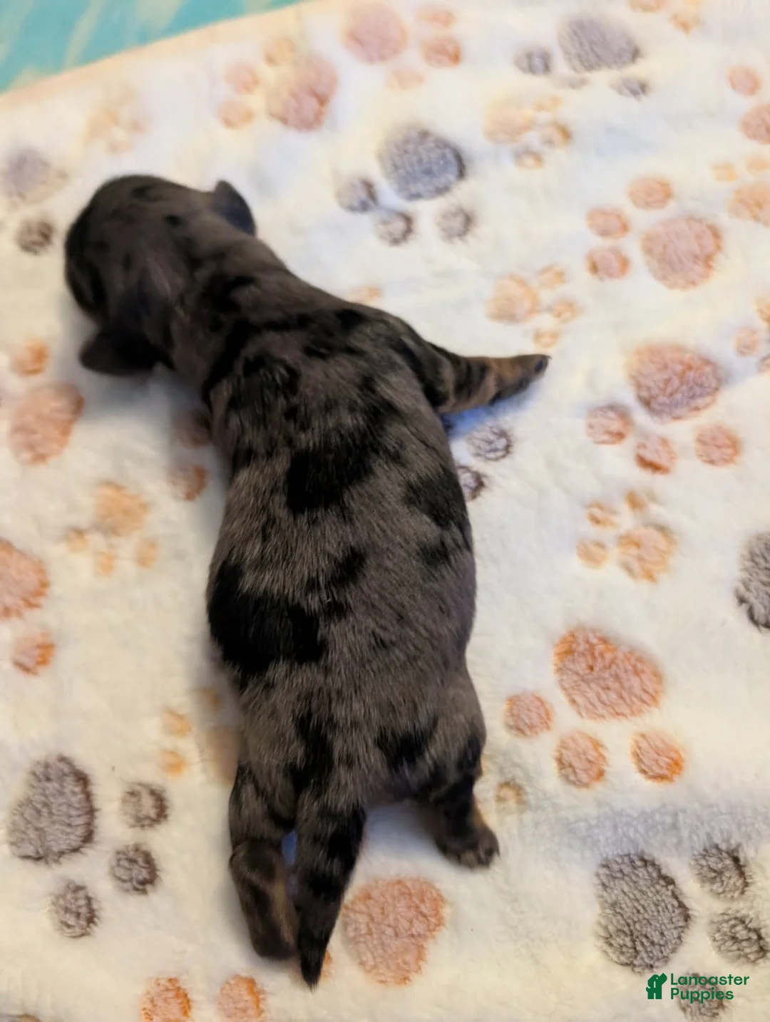 Miniature Dachshund dogs for sale:  darker dapple boy long haired  - Ad 1
