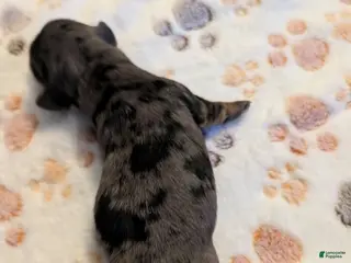 Miniature Dachshund dogs darker dapple boy long haired - Ad 13