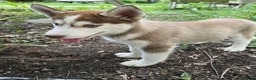 Siberian Husky dogs for sale: Trisha  - Ad 4