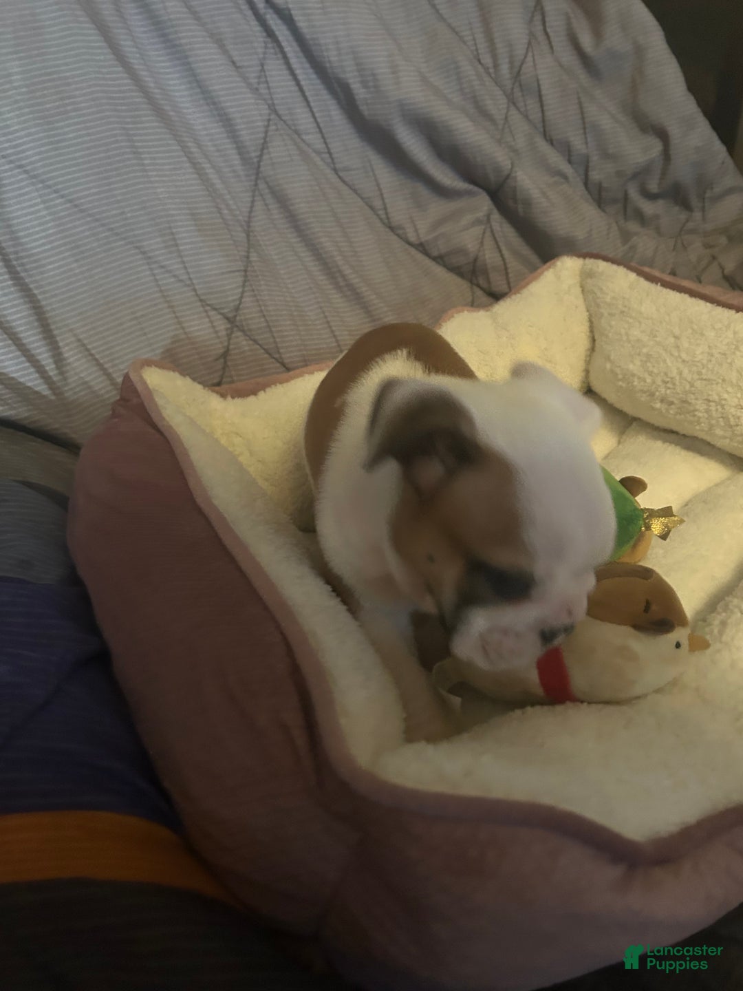 English Bulldog dogs for sale: Jaquard - Ad 10