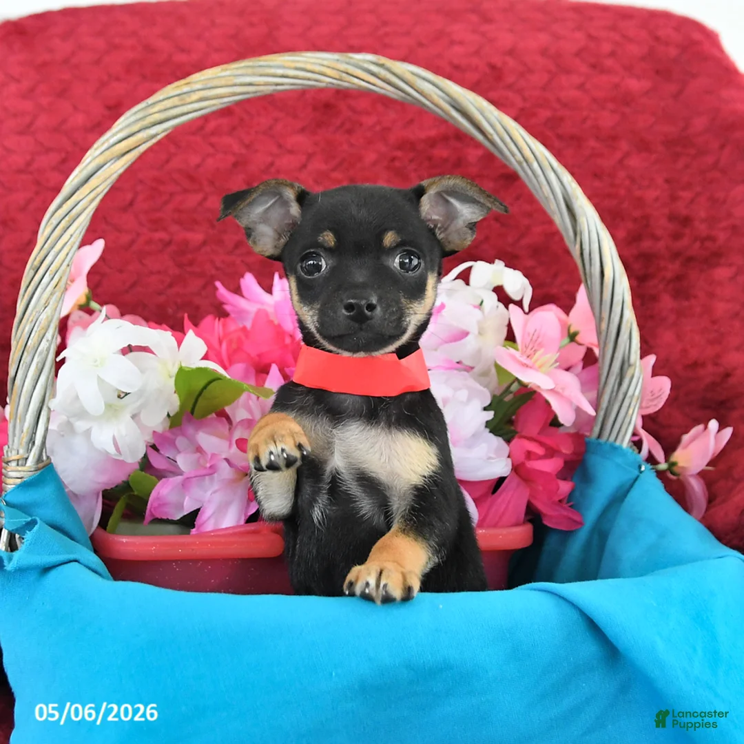 Chihuahua dogs for sale: Muffin - Ad 1