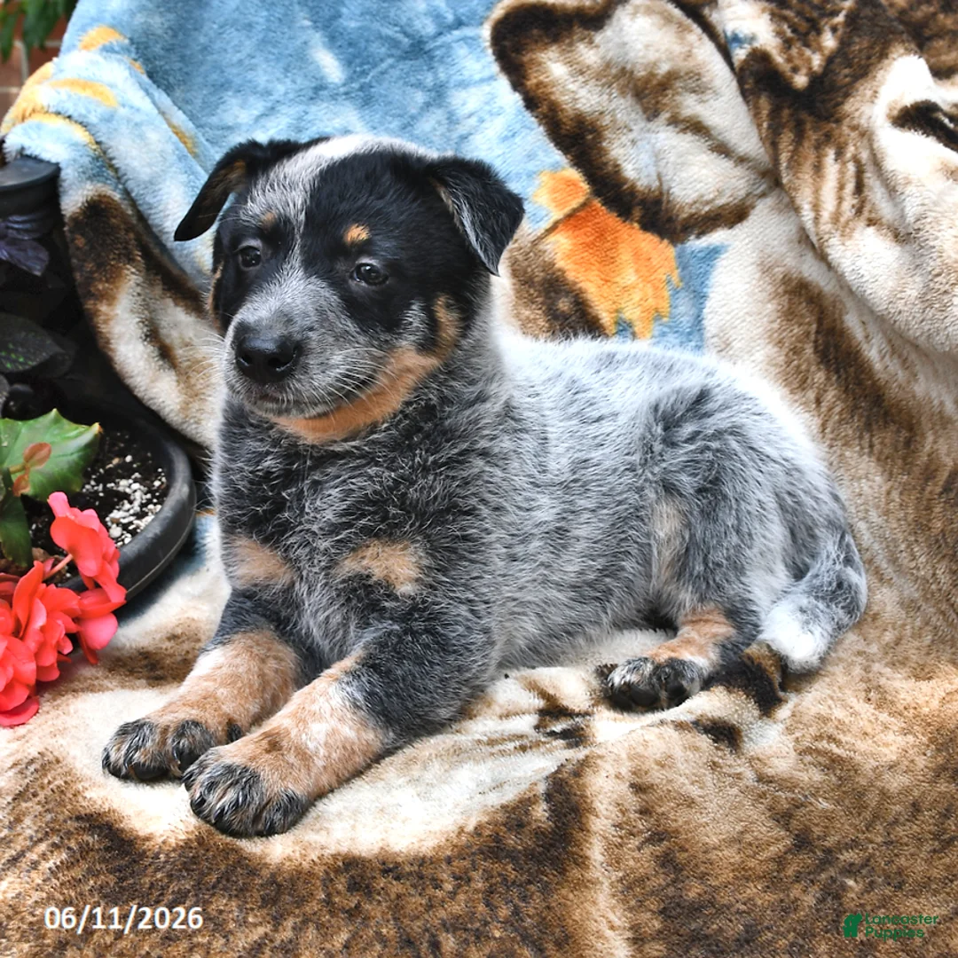 Australian Cattle Dog dogs for sale: Happy - Ad 2