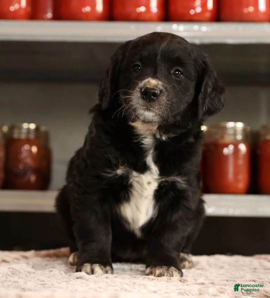 Mini Goldendoodle dogs for sale: Kate - Ad 7