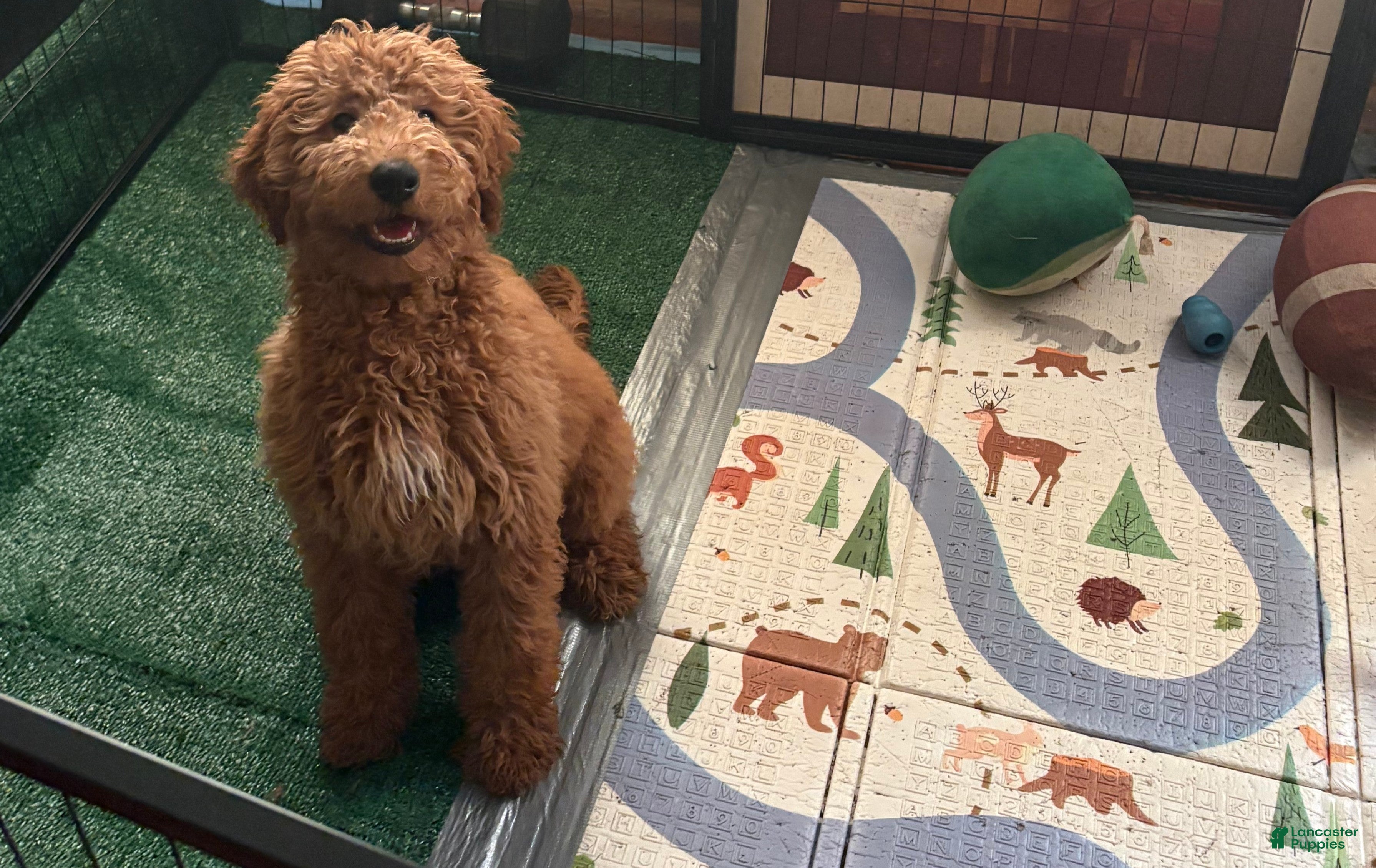Goldendoodle dogs for sale: Sunny  (Goldendoodle 🐕)  - Ad 3