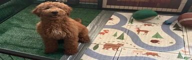 Sunny  (Goldendoodle 🐕) 
