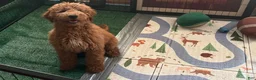 Goldendoodle dogs for sale: Sunny  (Goldendoodle 🐕)  - Ad 1