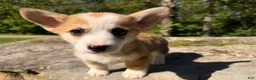 Welsh Corgi Pembroke dogs for sale: Lucy - Ad 18