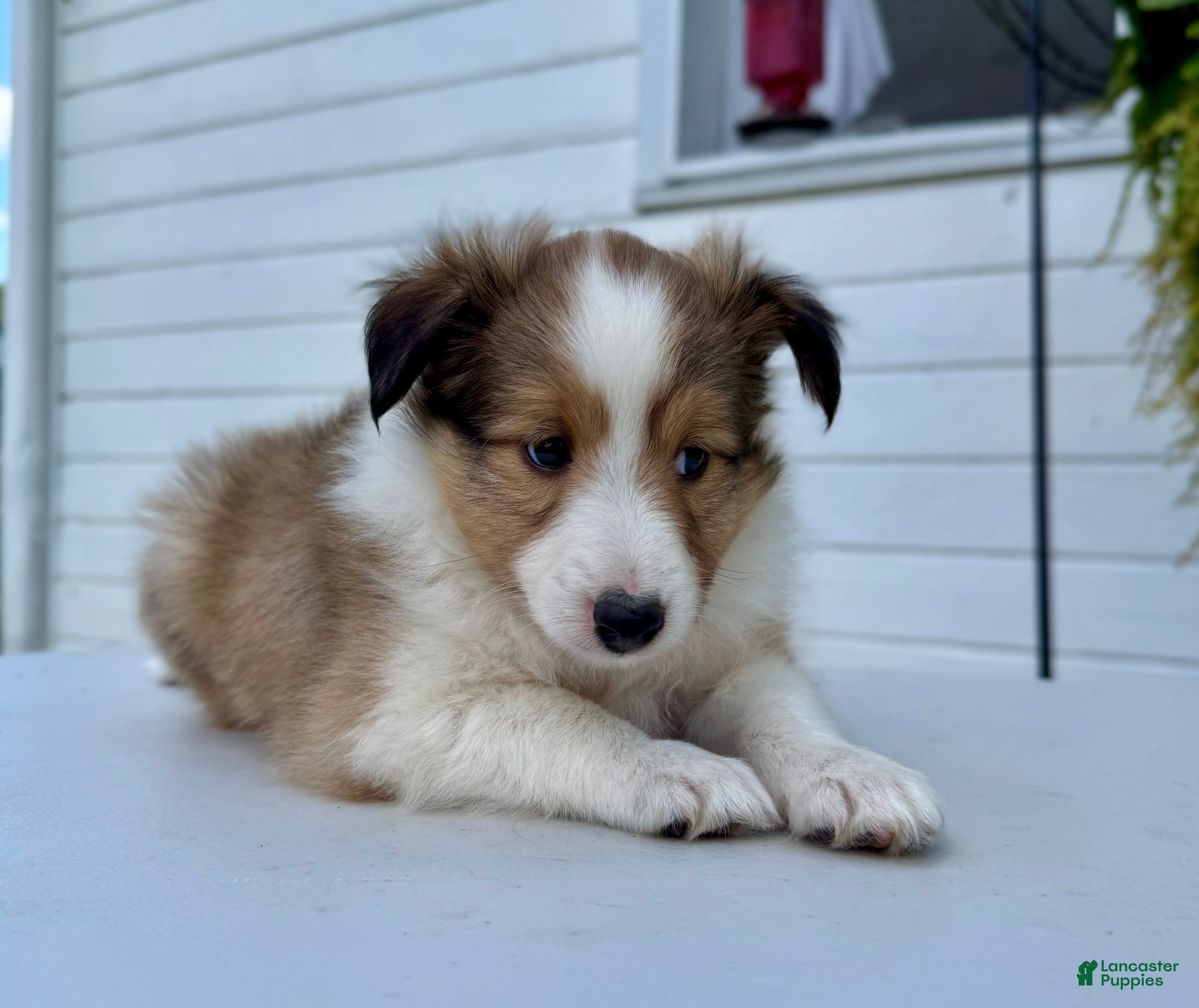 Shetland Sheepdog dogs Ranger  - Ad 2