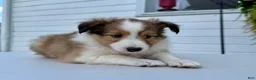 Shetland Sheepdog dogs for sale: Ranger  - Ad 2