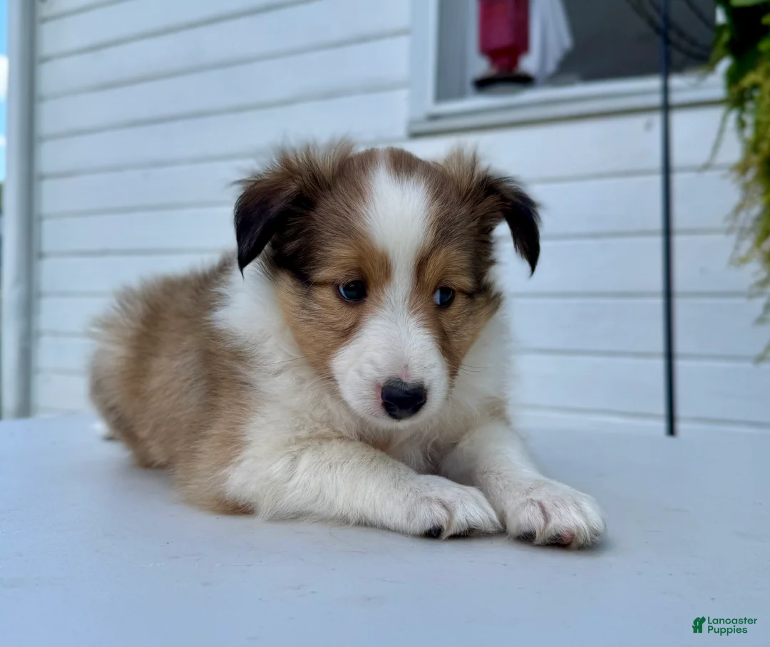 Shetland Sheepdog dogs for sale: Ranger  - Ad 2