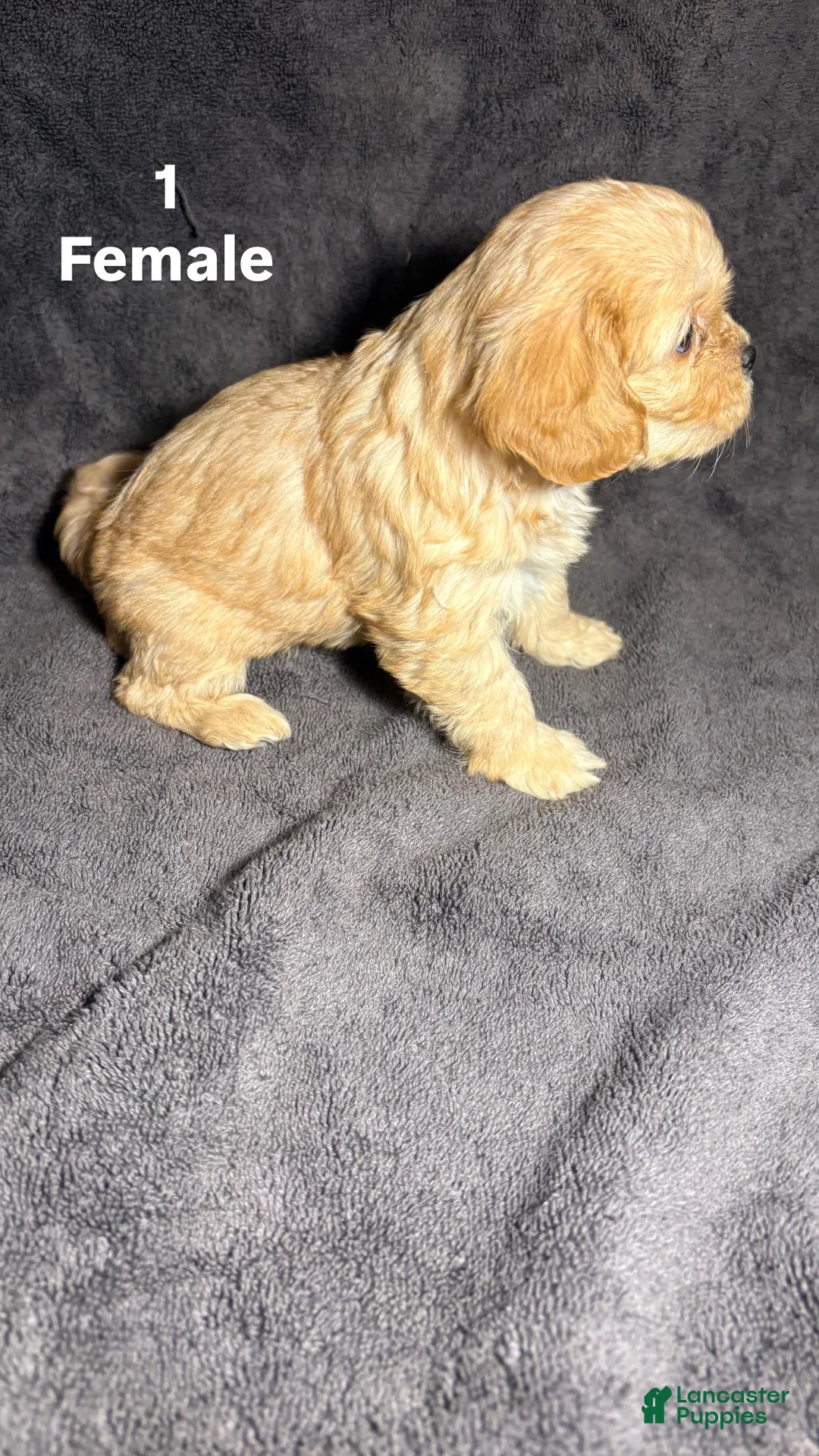 Mixed Breed dogs for sale: Mixed Breed Puppy 1 - Ad 2