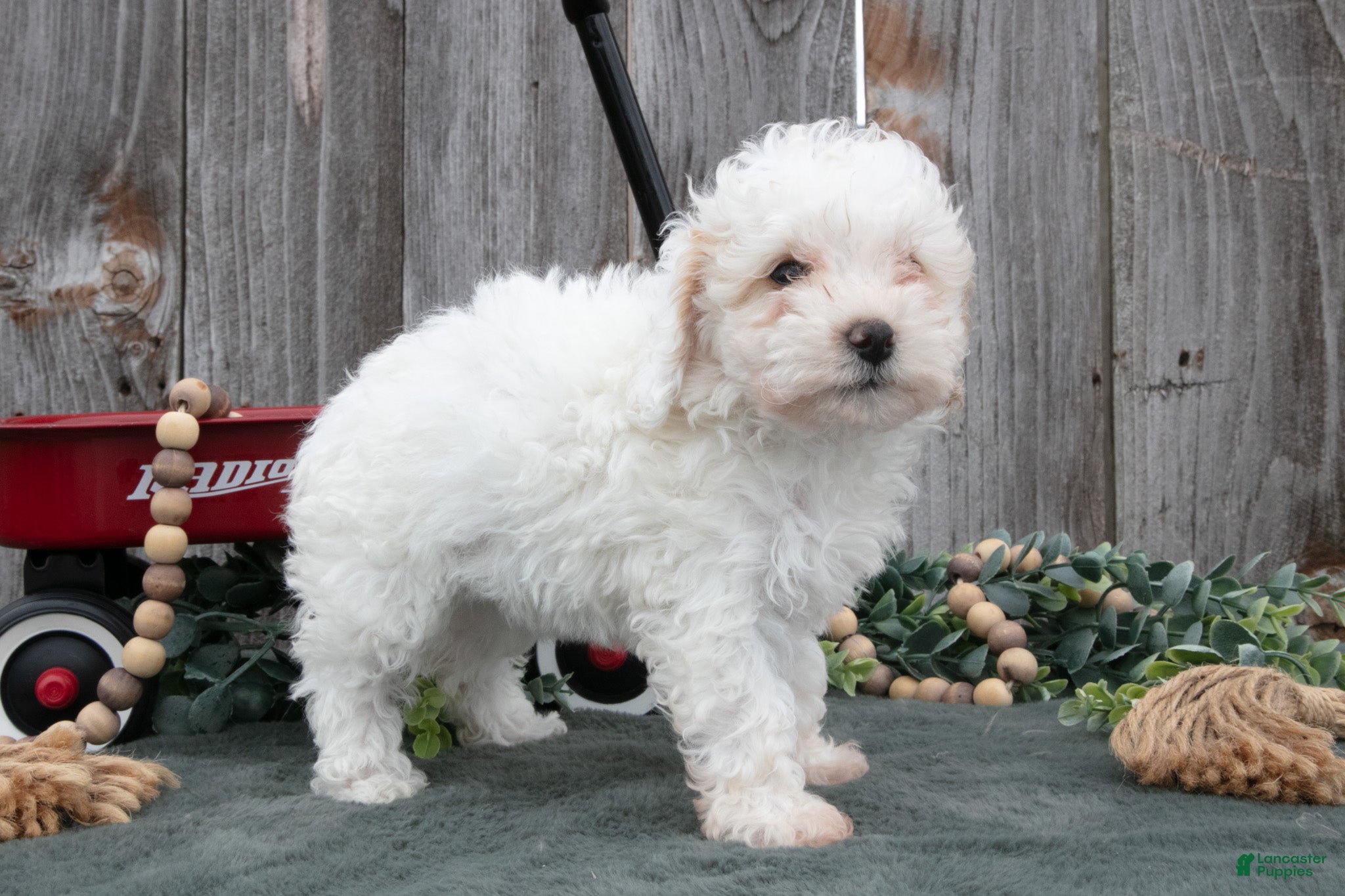 Toy Poodle dogs Daisy - Ad 2