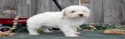 Toy Poodle dogs for sale: Daisy - Ad 2