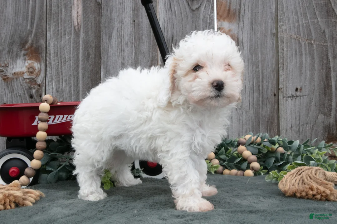 Toy Poodle dogs for sale: Daisy - Ad 2