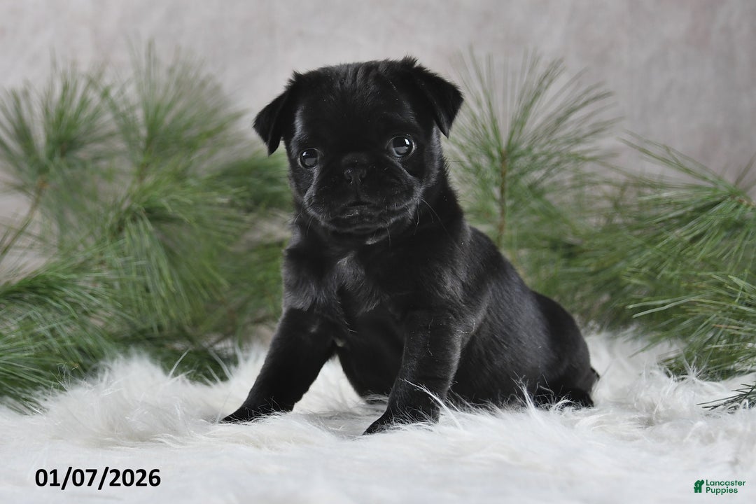 Pug dogs for sale: Blazer - Ad 2