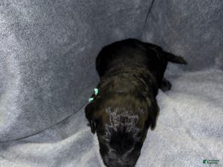 Bernedoodle dogs Ruger Puppy 1 - Ad 4