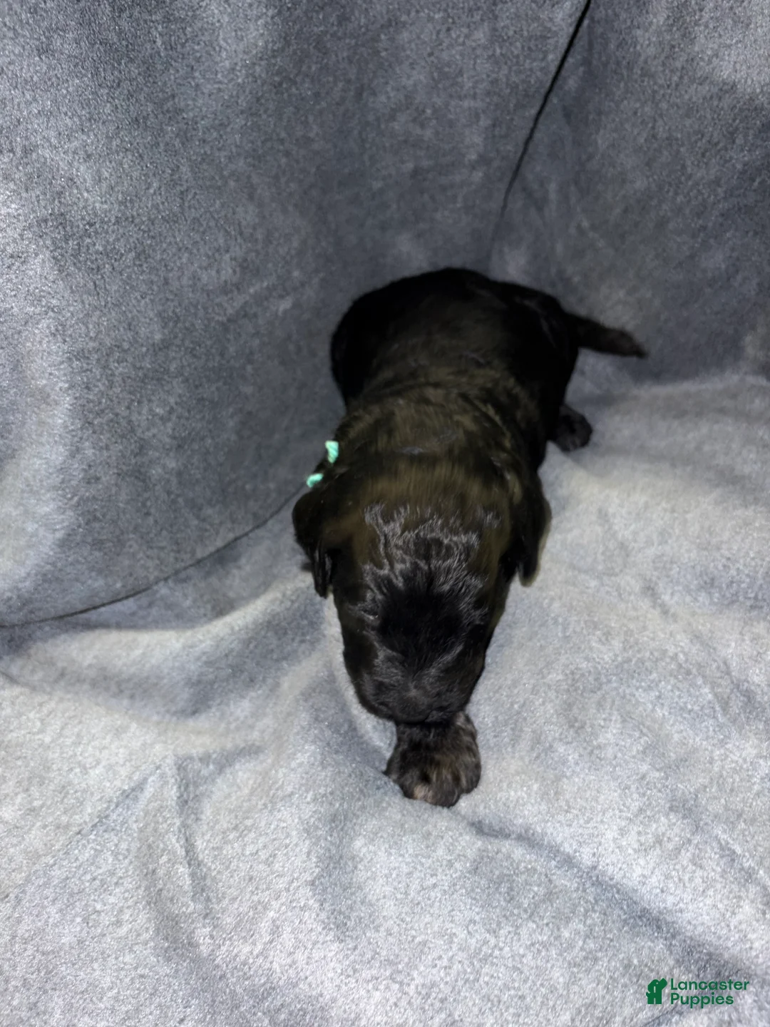 Bernedoodle dogs for sale: Ruger Puppy 1 - Ad 1